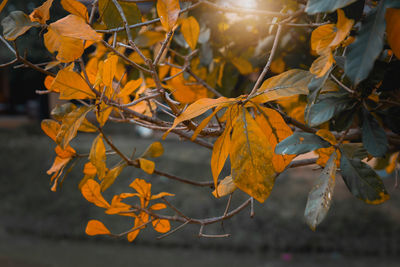 Close-up of orange leaves on tree