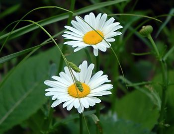 Close-up of white daisy blooming outdoors