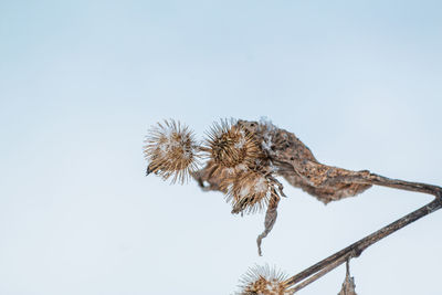 Close-up of wilted plant during winter