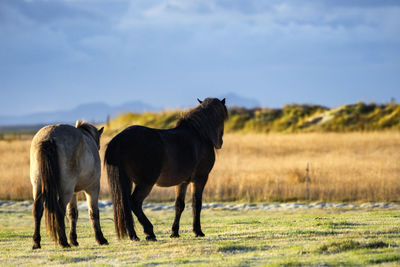 Horses in a field