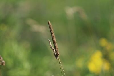 Close-up of plant on field