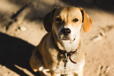 High angle portrait of dog sitting outdoors