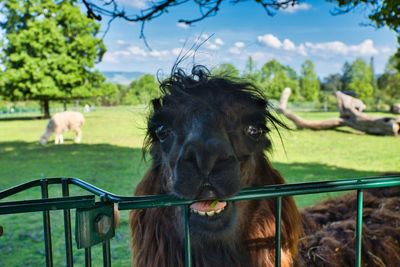 Close-up of a lama at a petting zoo