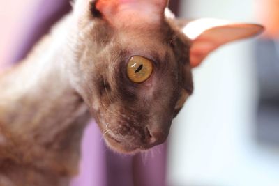 Ina the cornish rex 