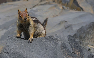 High angle view of squirrel on rock