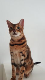 Portrait of cat sitting against wall