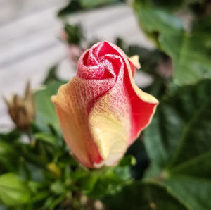 Close-up of red rose blooming outdoors