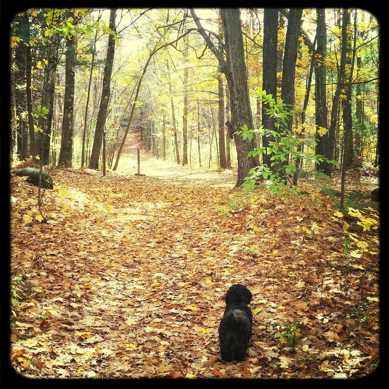 Leominster State Forest