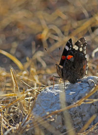 Close-up of butterfly on field