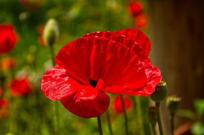 Close-up of red poppy flower