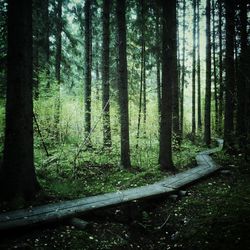 Trees in forest