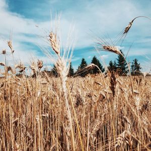 Scenic view of field against cloudy sky