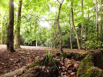 Trees in forest