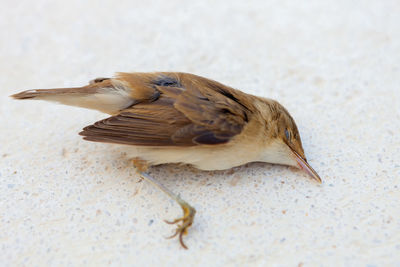 High angle view of a bird