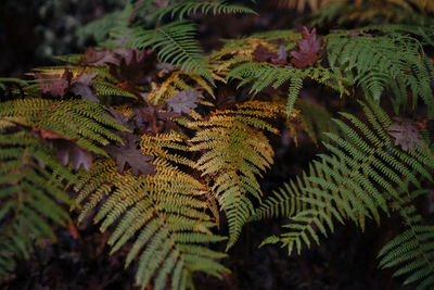 Fern leaves