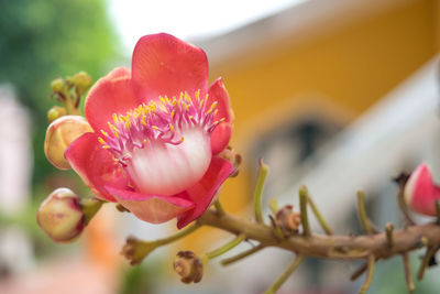 Close-up of pink flowering plant