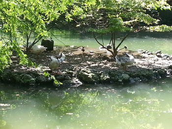 Birds in calm lake