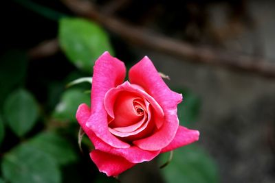 Close-up of pink rose blooming in garden