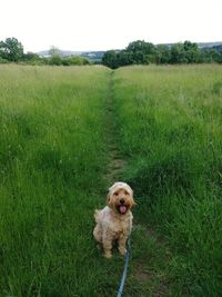 Dog looking away on field