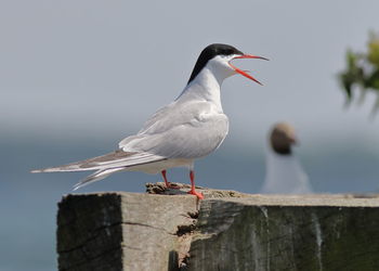 Close-up of seagull perching on wooden post