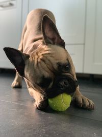 Portrait of dog with ball on floor at home