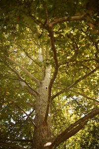 Low angle view of trees in forest