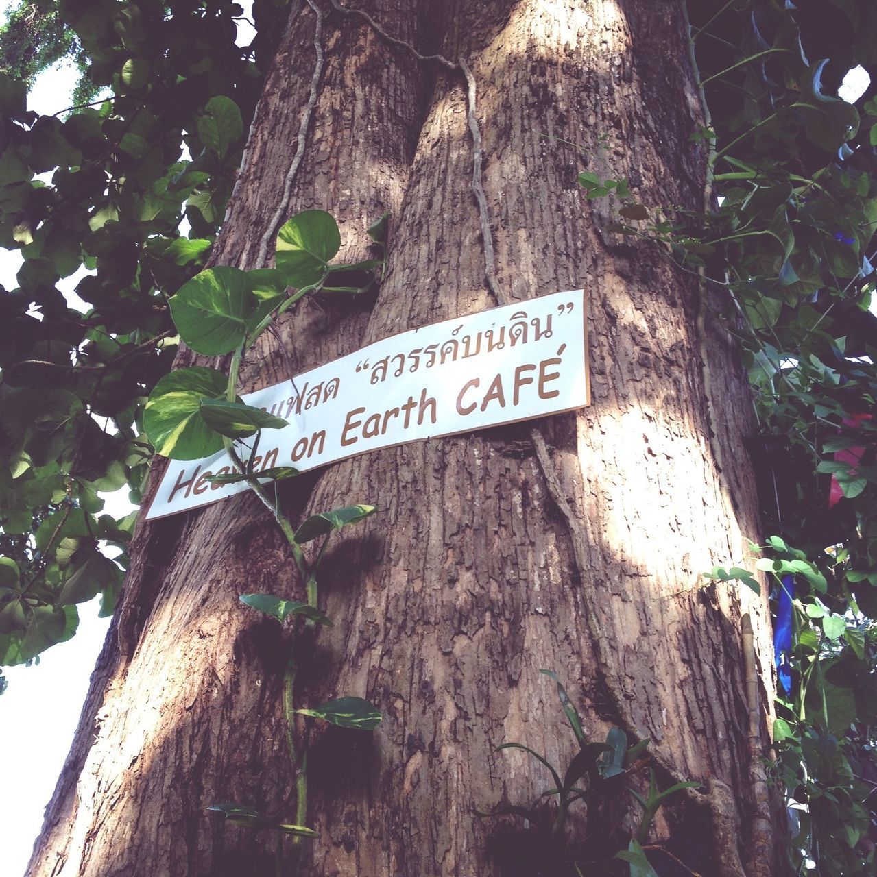tree, low angle view, text, communication, growth, western script, tree trunk, branch, built structure, information sign, leaf, nature, outdoors, wood - material, day, no people, sunlight, sign, architecture, guidance