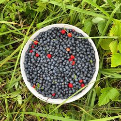 Directly above shot of blueberries in bowl on field