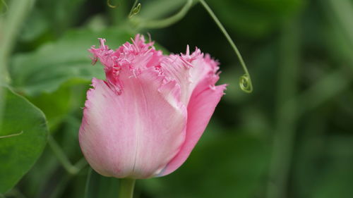 Close-up of pink rose flower