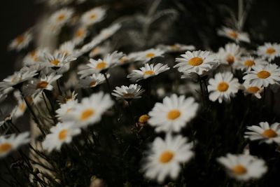 Close-up of white daisy flowers