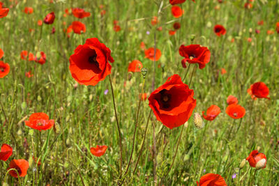 Close-up of poppies blooming on field