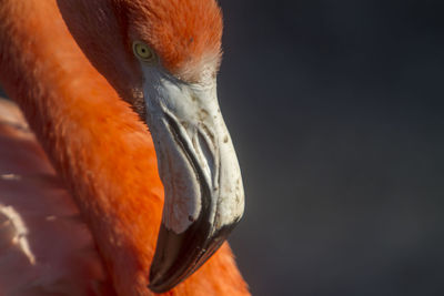 Close-up of flamingo