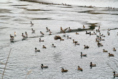 High angle view of ducks swimming on lake