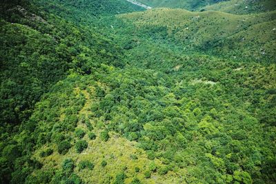 Scenic view of pine trees in forest