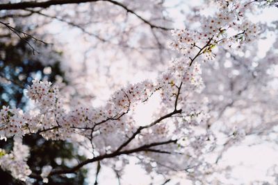 Low angle view of cherry blossom