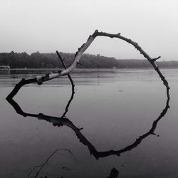 Bare trees in water