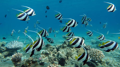 Fish swimming in sea