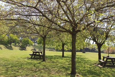 Trees in park