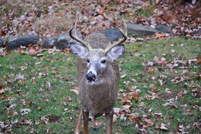 Portrait of deer standing in park