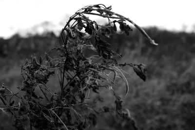 Close-up of plant against blurred background