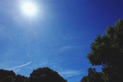 Low angle view of trees against blue sky