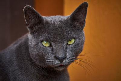 Close-up portrait of a cat