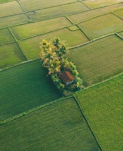 High angle view of agricultural field