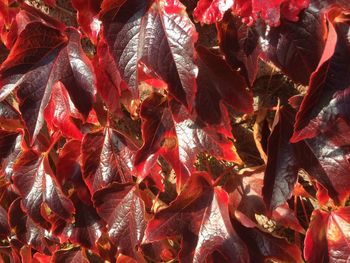 Full frame shot of dry autumn leaves