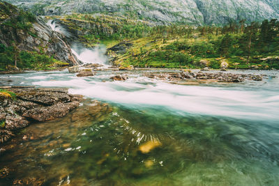 Scenic view of river in forest