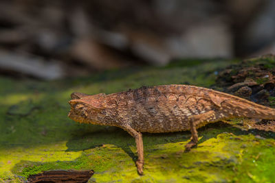 Close-up of lizard