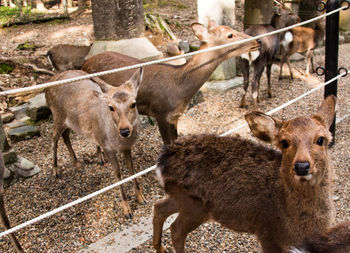 High angle view of deer standing on land