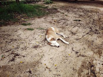 Dog on field