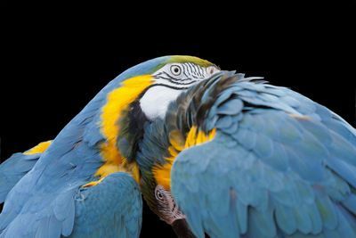 Close-up of parrots against black background