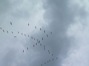 Low angle view of birds flying in sky